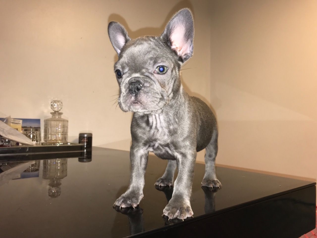 Blue female frenchy puppy available